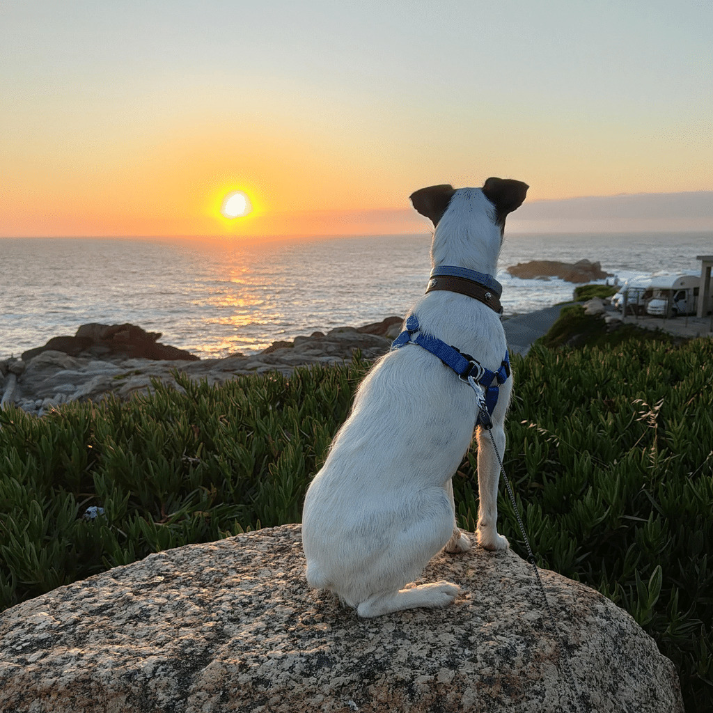 Una Aventura de 5 - Blog - Benito el perrito